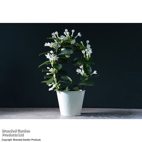 Stephanotis floribunda on a Hoop - Gift