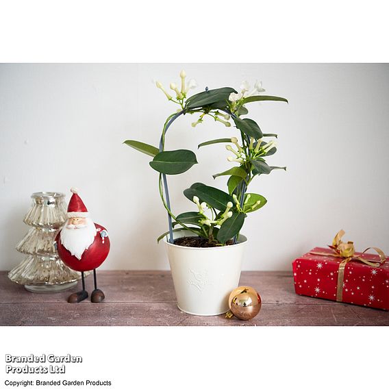 Stephanotis floribunda on a Hoop - Gift