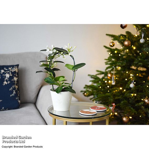 Stephanotis floribunda on a Hoop - Gift