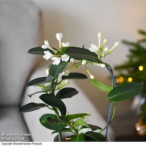 Stephanotis floribunda on a Hoop - Gift