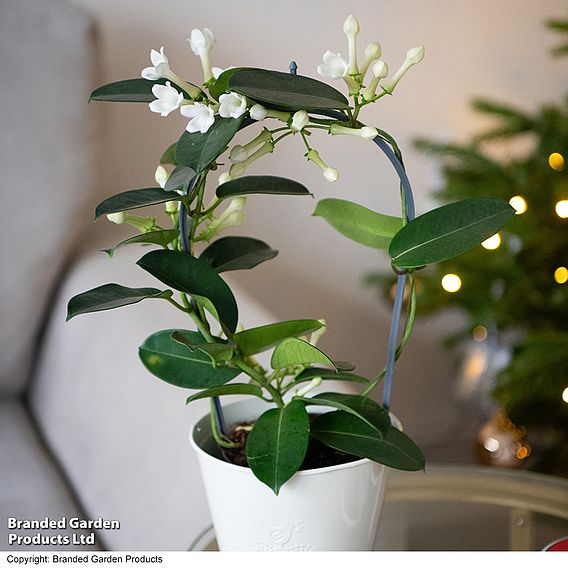 Stephanotis floribunda on a Hoop - Gift