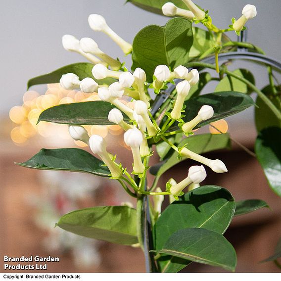 Stephanotis floribunda on a Hoop - Gift