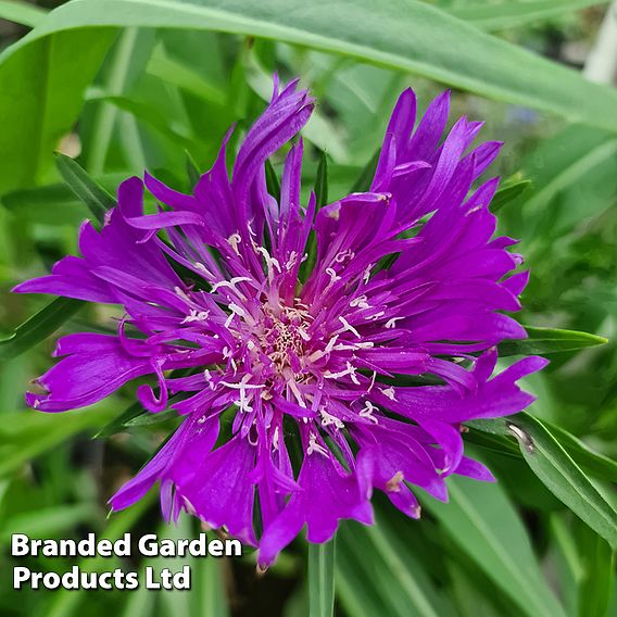 Stokesia 'Amethyst'