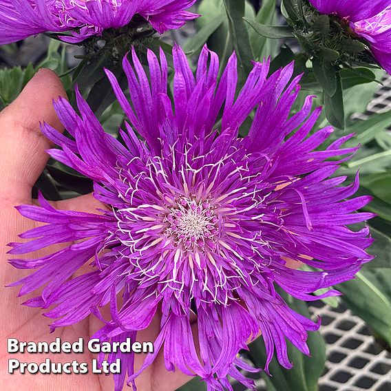 Stokesia 'Amethyst'