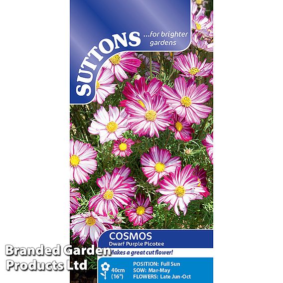 Cosmos Dwarf Purple Picotee - Seeds