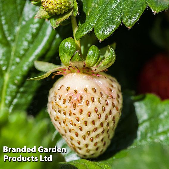 Strawberry Anablanca 'Snow White'