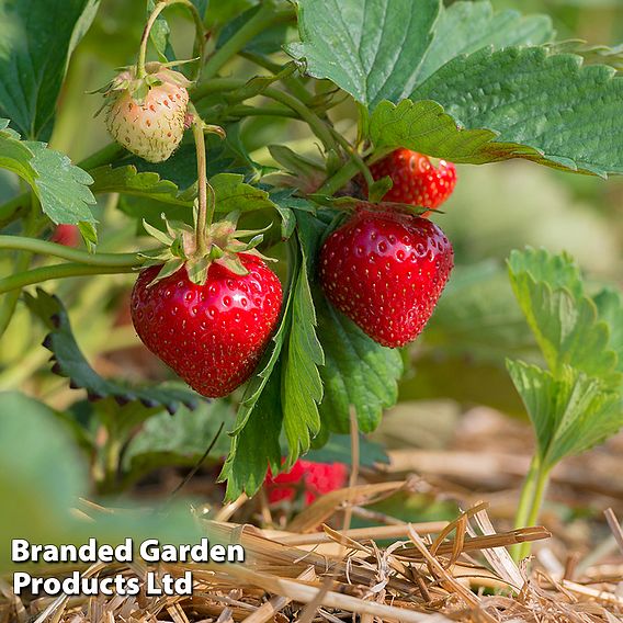 Strawberry 'Super Sweet Duo'