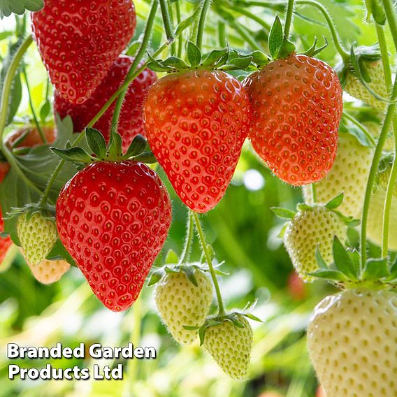 Strawberry 'Elegance' (Mid Season)