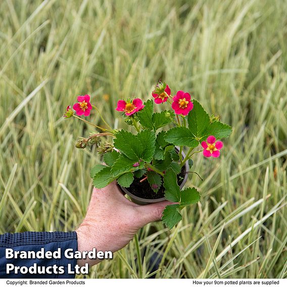 Grow Your Own Strawberry Bundle