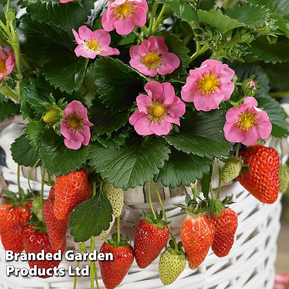 Grow Your Own Strawberry Bundle