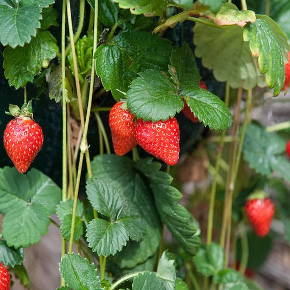 Strawberry 'Mount Everest' (Everbearer/ All Season)