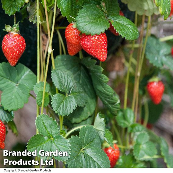 Strawberry 'Mount Everest' (Everbearer/ All Season)