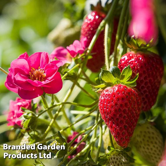 Strawberry 'Summer Breeze Cherry' (Everbearer/All Season)