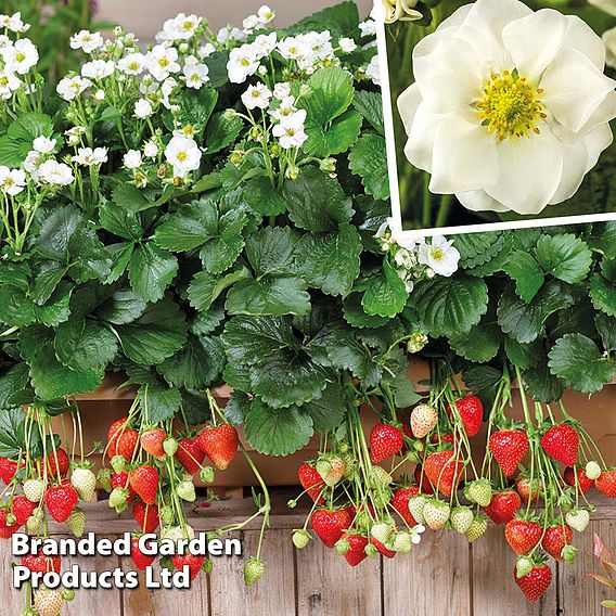 Strawberry 'Summer Breeze Snow' (Everbearer/All Season)