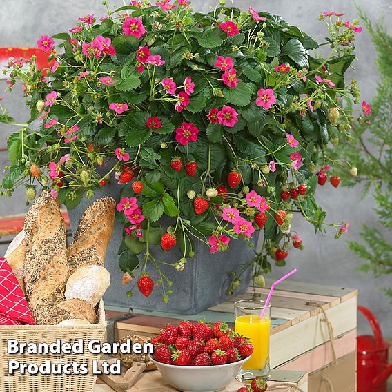 Grow Your Own Strawberry Collection