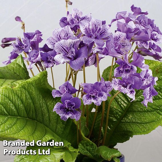 Streptocarpus 'Blue Frills'