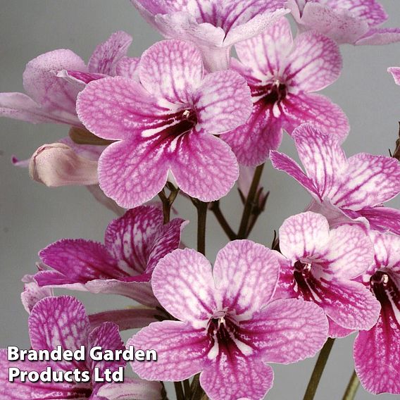 Streptocarpus 'Celebration' | Suttons