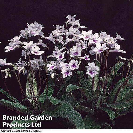 Streptocarpus 'Crystal Ice'