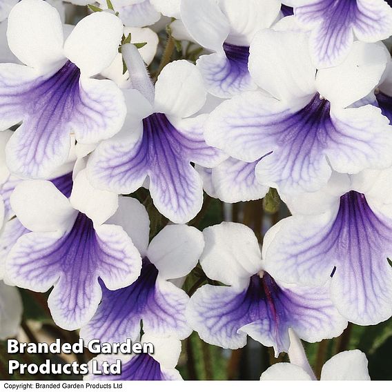 Streptocarpus 'Crystal Ice'