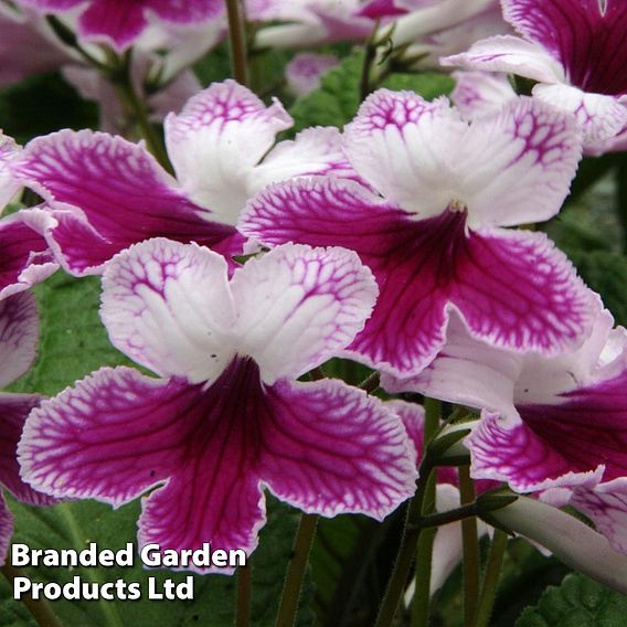 Streptocarpus 'Matilda'