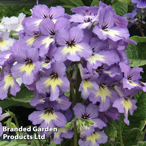 Streptocarpus 'Natalie'