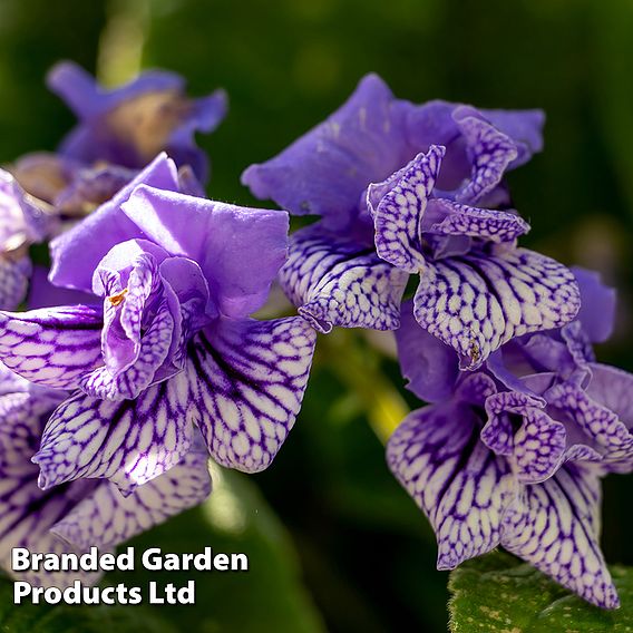 Streptocarpus 'Blue Frills'