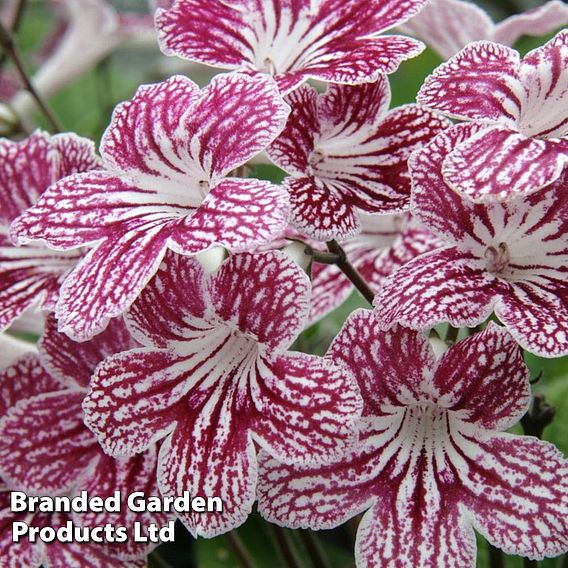 Streptocarpus 'Polka-Dot Red'