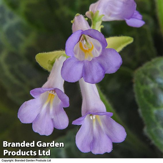 Streptocarpus 'Pretty Turtle'