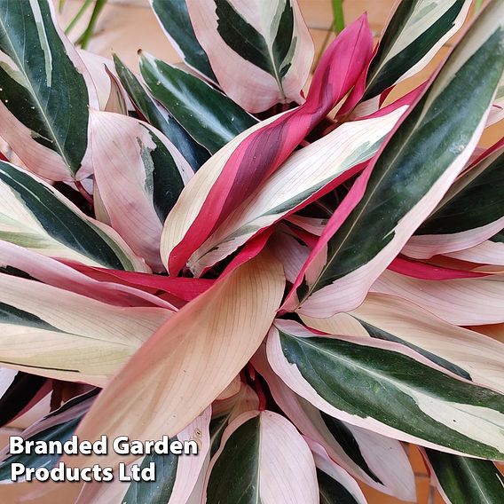 Stromanthe sanguinea 'Triostar'