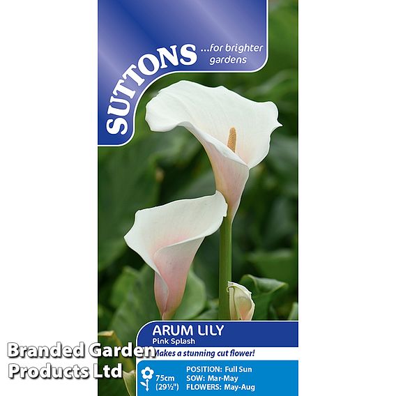 Arum Lily 'Pink Splash' - Seeds