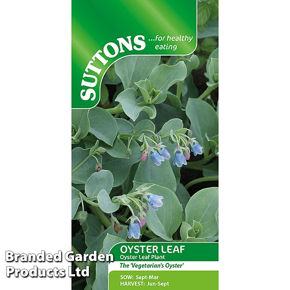 Oyster Leaf Plant - Seeds