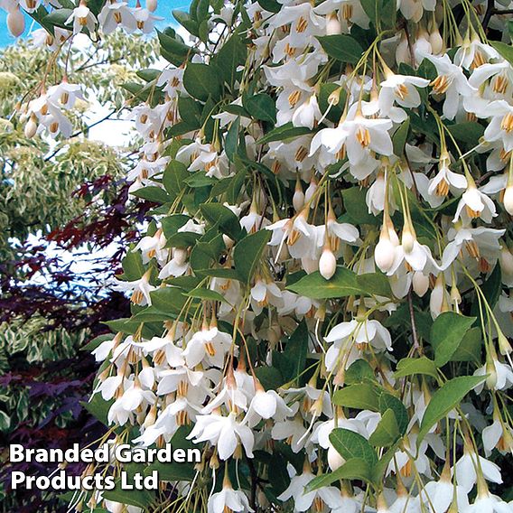 Styrax japonicus 'Fragrant Fountain'