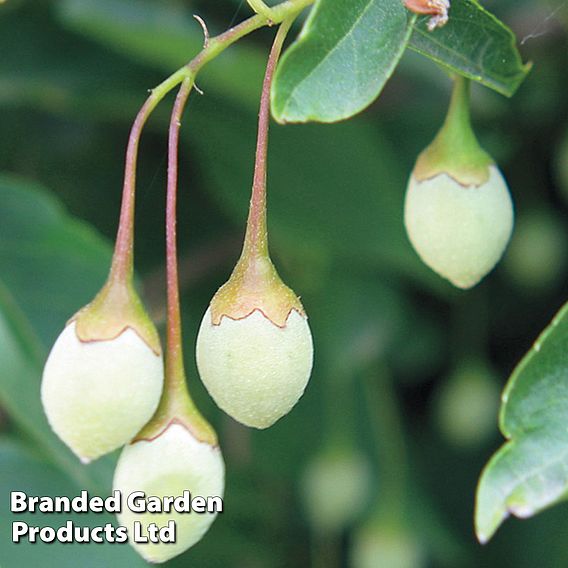 Styrax japonicus 'Fragrant Fountain'