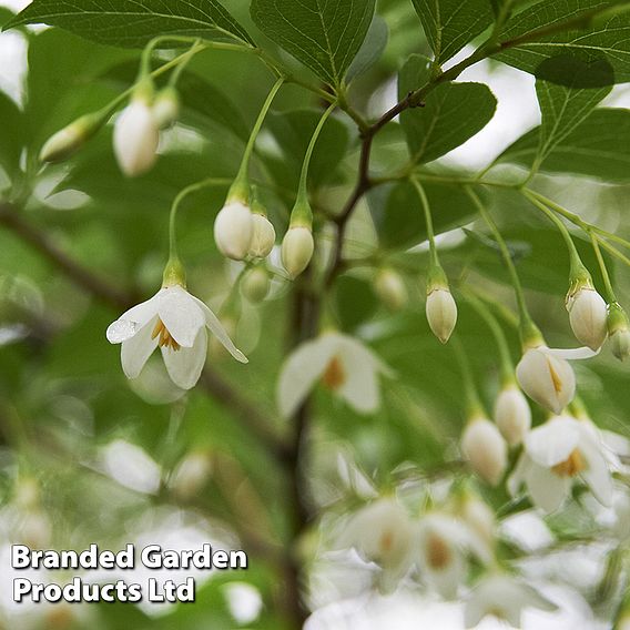 Styrax japonicus 'Fragrant Fountain'