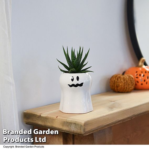 Halloween Succulent in Boo Pot