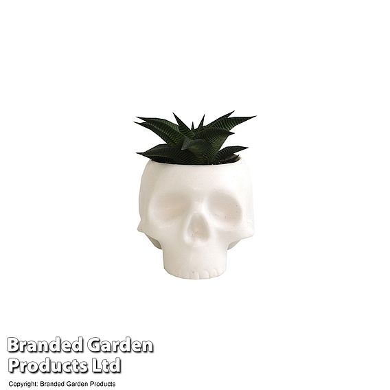 Halloween Succulent in Skull Pot