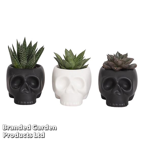 Halloween Succulent in Skull Pot