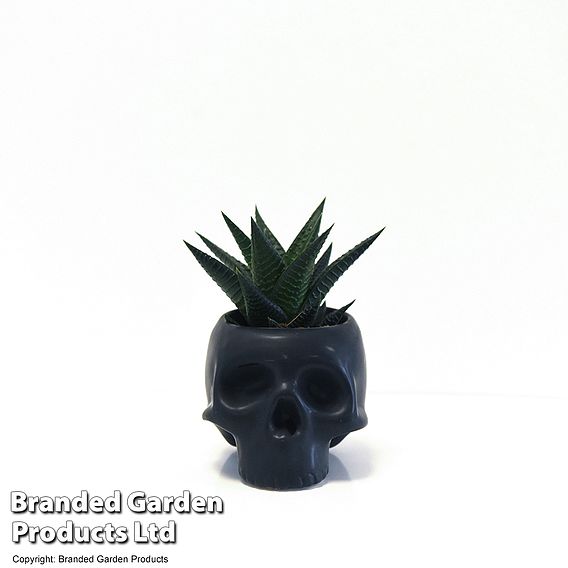 Halloween Succulent in Skull Pot