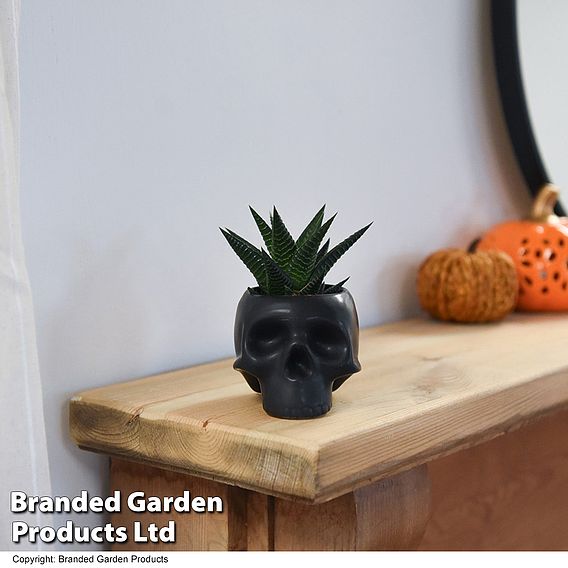 Halloween Succulent in Skull Pot