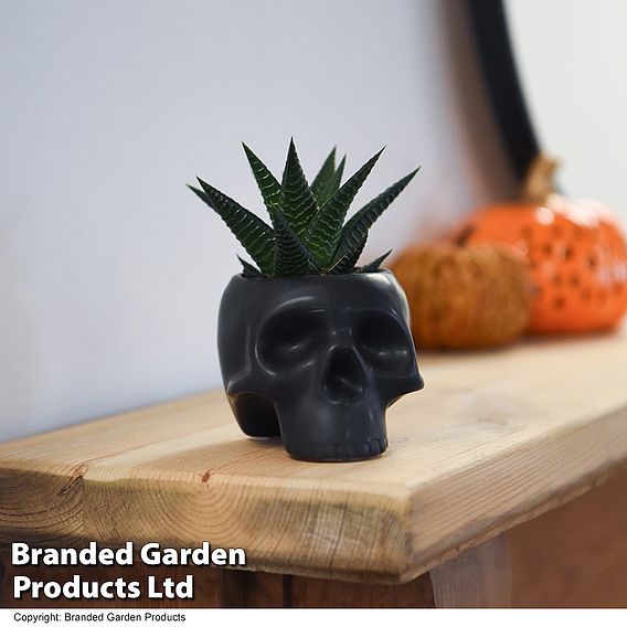 Halloween Succulent in Skull Pot