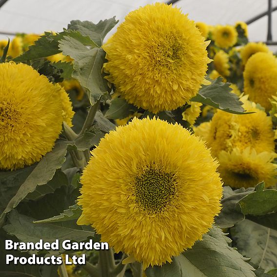 Sunflower 'Gummy Bear' - Seeds