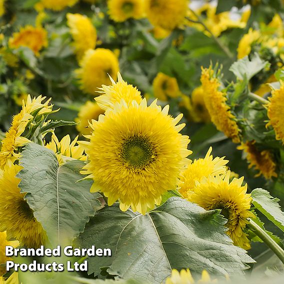 Sunflower 'Gummy Bear' - Seeds