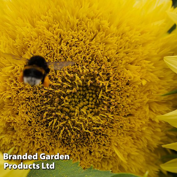 Sunflower 'Gummy Bear' - Seeds