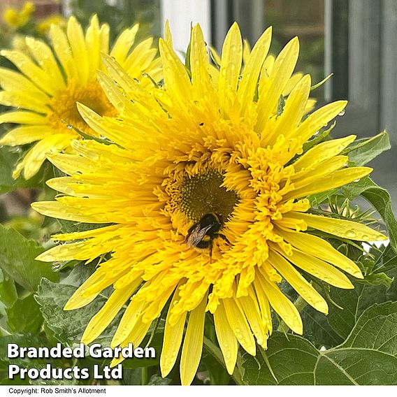 Sunflower 'Lemon Cutie' F1 - Seeds