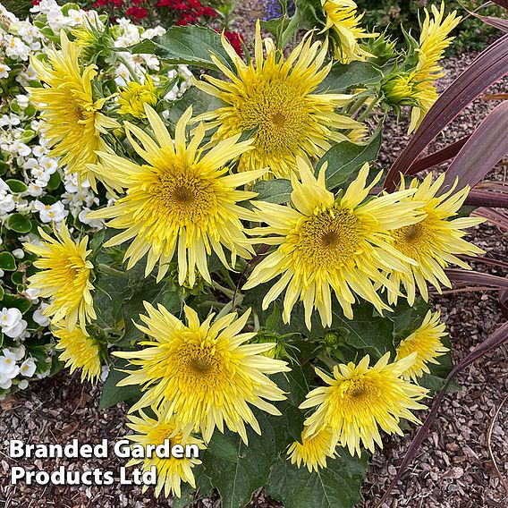 Sunflower 'Lemon Cutie' F1 - Seeds