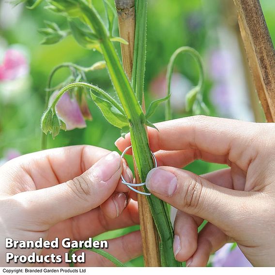 Sweet Pea Support Rings