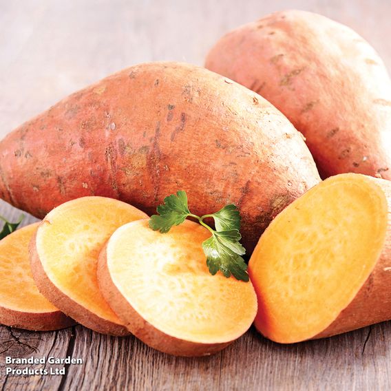 Sweet Potato Mixed Collection