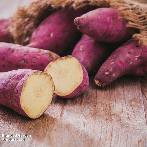 Sweet Potato Mixed Collection