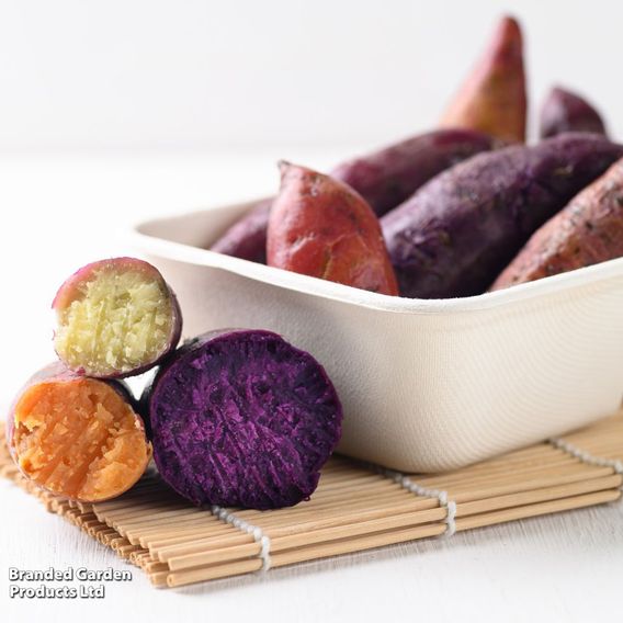 Sweet Potato Mixed Collection