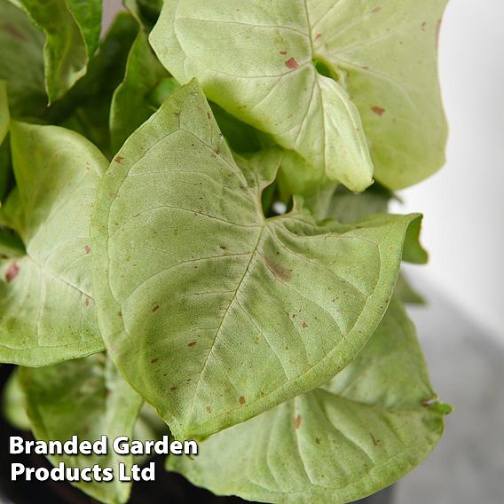 Syngonium 'Confetti'